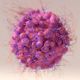 Le ribociclib pour les cancers du sein luminaux métastatiques RH+ HER2- 
